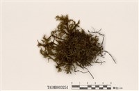 藏品(塔苔屬)的圖片